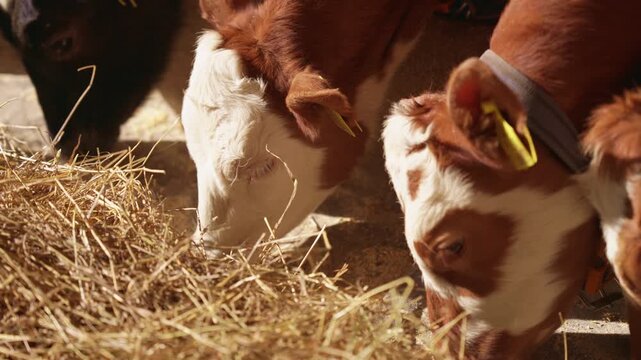 Small brown and white calves with identification tags eating dry hay from a trough inside a rustic barn. Sunlight illuminates the scene. Highlighting the concept of livestock farming and agriculture