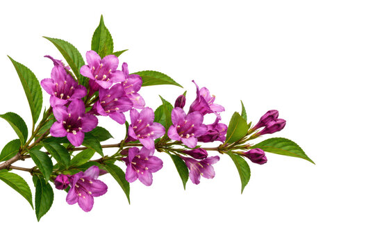 purple weigelas or pink Japanese weigela flower isolated on white or transparent png