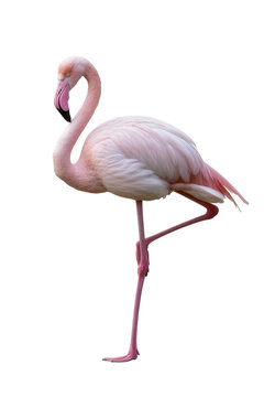 Isolated graceful pink flamingo standing on one leg, elegant bird with long neck and leg.