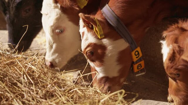 Several adorable calves with ear tags and collars are eating hay together inside a barn, representing modern agriculture and livestock farming in a beautiful, sunny light. Slow motion, 4K
