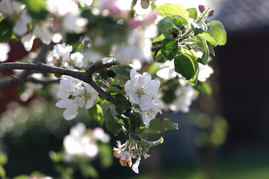 Blossoming pear tree in the garden in spring