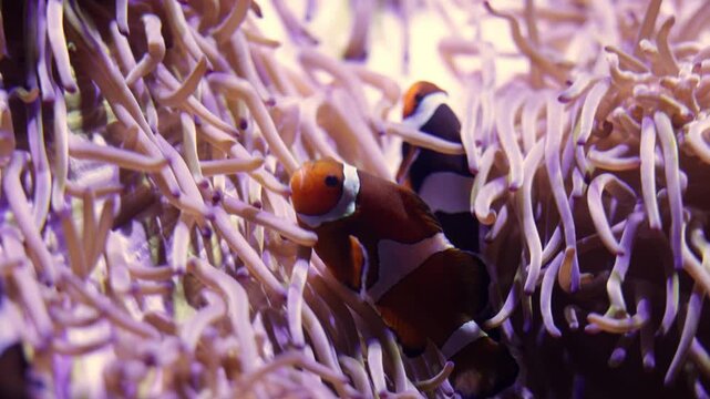 Clownfish swimming through vibrant sea anemone tentacles in a coral reef habitat, showcasing natural behavior and interaction with the environment