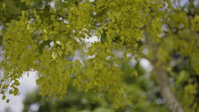 Golden Shower Tree Flowers Blooming In The Summer 02