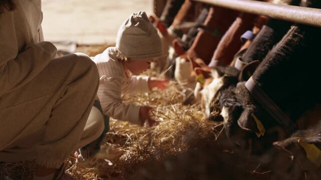 Curious little kid with an adult parent carefully giving hay to a row of young cows eating from a manger inside a warm, sunlit barn, representing a tender moment of farm life. Slow motion, 4K