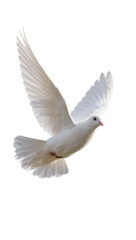 Fototapeta premium Isolated white dove in graceful flight, a symbol of peace and freedom, beautiful pure bird