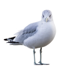 Fototapeta premium Isolated juvenile seagull with speckled head plumage standing and looking intently