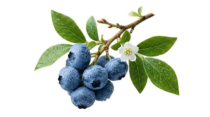 Fresh blueberry bunch on branch with green leaves white flower and water drops transparent PNG © Nasim