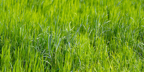 grass © waechter-media.de