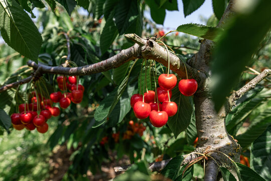 Ripe red cherry growing on a branch in a summer orchard in Germany