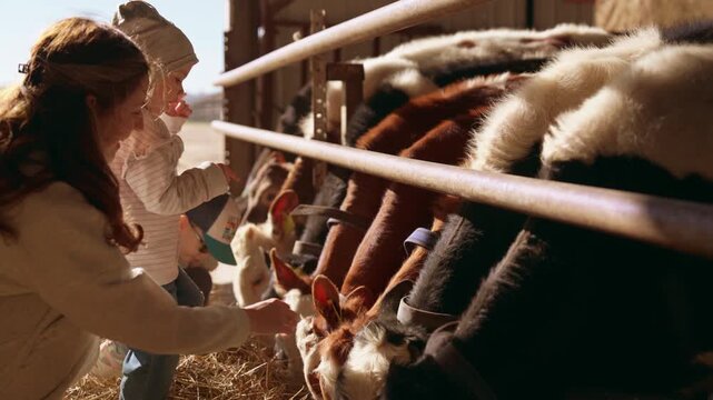 Smiling mother and her young child joyfully feeding hay to a row of calves in a barn, with the woman gently petting one of the animals as they eat together from a trough. Slow motion, 4K