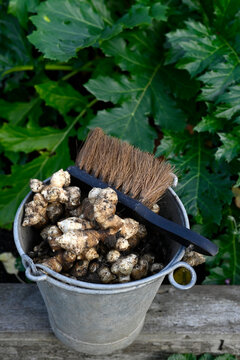 Fresh Jerusalem artichoke harvest in bucket with brush in garden