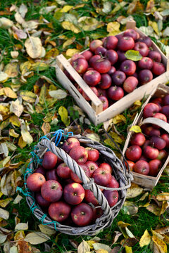 Red apples in baskets and crate on leaves during autumn harvest