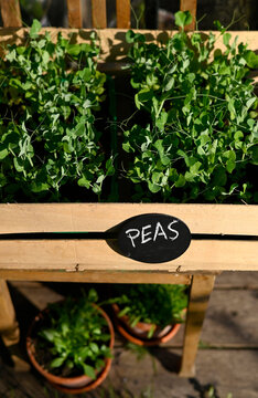 Fresh pea seedling growing in a wooden box in a greenhouse