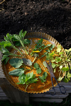 Fresh wild herbs on a rusty metal tray with scissor in a garden