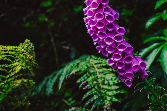 Purple foxglove flower blooming in dark New Zealand wilderness