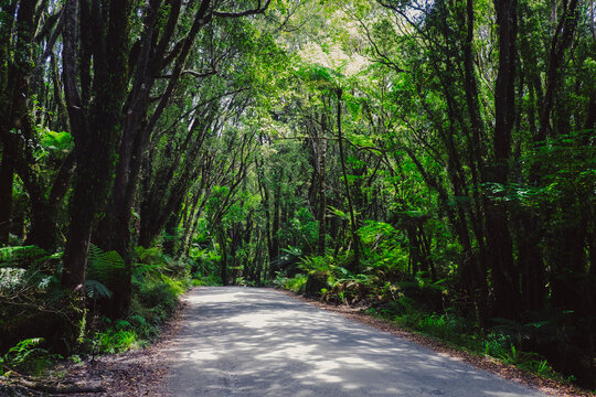 Scenic paved road winding through a lush green forest in summer