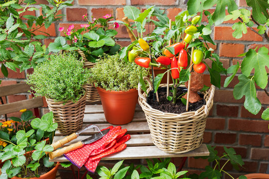 Potted herbs and chilli plants on a balcony for urban gardening