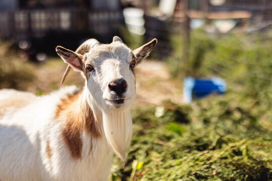 White and brown goat looking at camera on a rural farm outdoors