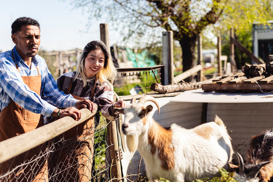 Smiling farmers look at a goat by a farm fence outdoors