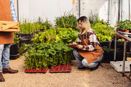 Farmers checking plant growth in a small business greenhouse