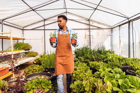Farmer walking in greenhouse holding organic plant
