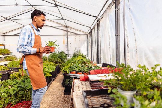 Gardener holding a potted plant inside an organic greenhouse