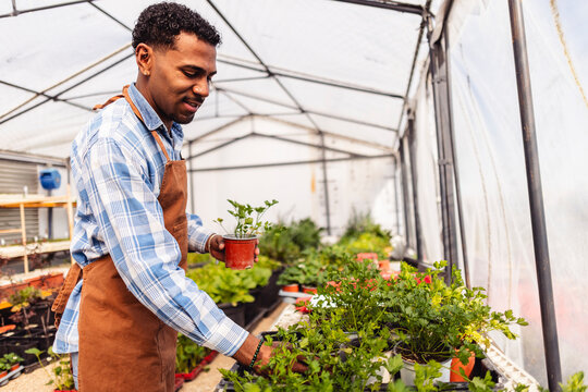 Gardener holding a plant while working in an organic greenhouse