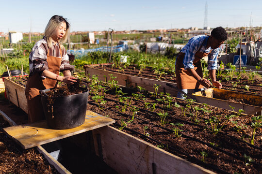 Teamwork planting and harvesting vegetables in community garden