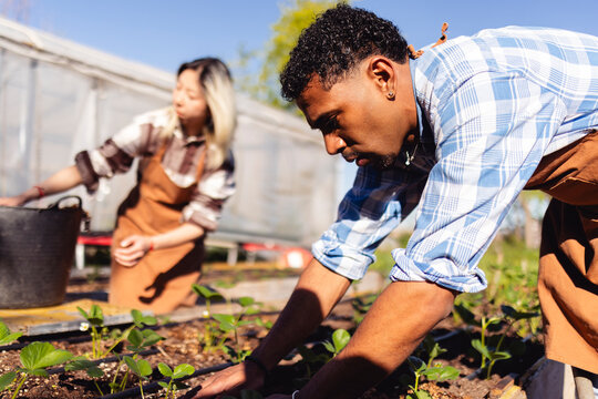Gardeners tending to edible plants in an outdoor allotment