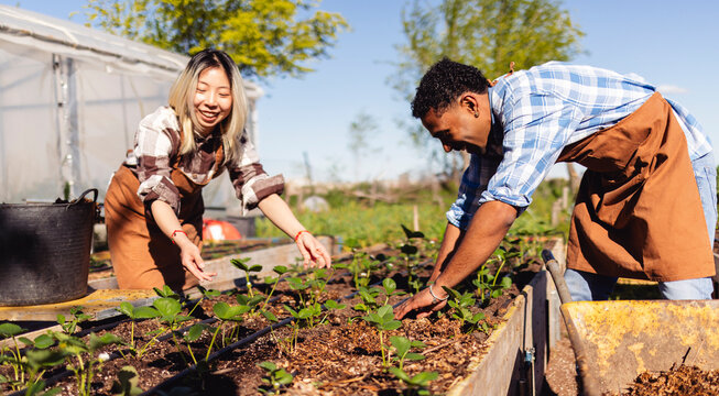 Smiling gardeners tending to plant in sunny backyard allotment