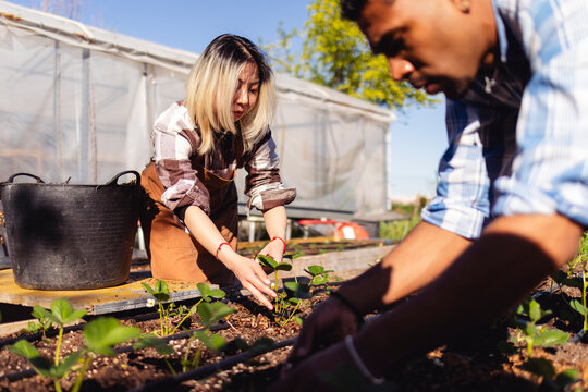 Farmers planting vegetable crops outdoors in garden soil