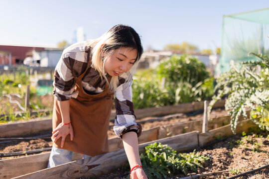 Gardener wearing an apron tending plants in a community garden