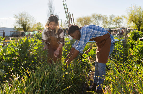 Gardener cultivating green crop in outdoor homestead