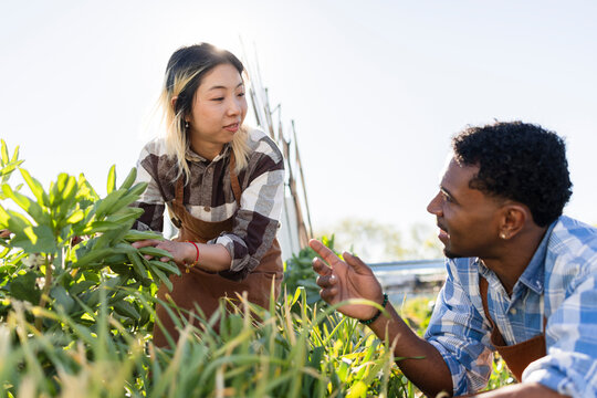 Farmers discussing while tending to plants in organic garden