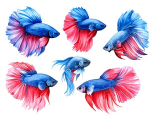 Fototapeta premium Watercolor illustrations of colorful betta fish with flowing fins on white background