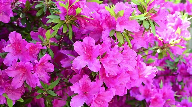 公園のツツジ