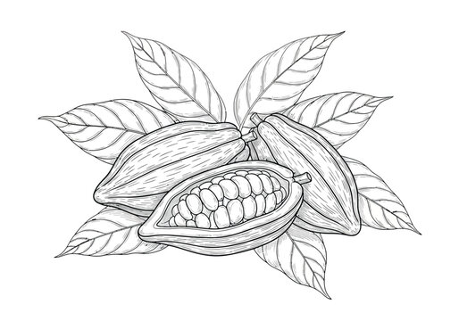 Detailed line art drawing of cacao pods and leaves botanical illustration with botanical dra