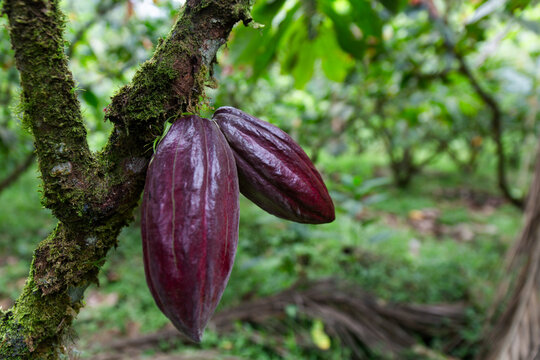 Ripe purple CCN-51 cacao pod on tree in Ecuador plantation