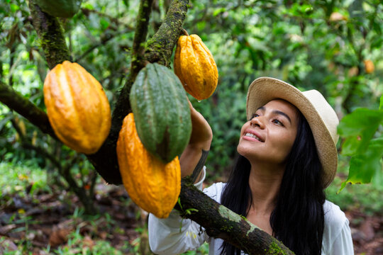 Farmer inspecting cacao pod at plantation outdoors in Ecuador