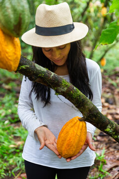 Farmer inspecting a cacao pod at a plantation in Ecuador