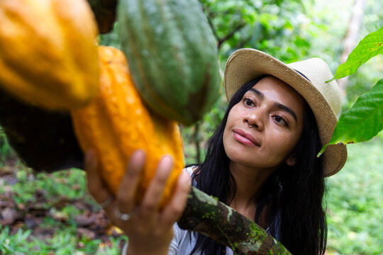 Farmer inspecting a cacao pod on a plantation in Ecuador