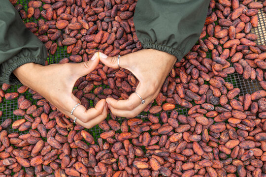 Hand making heart shape over organic cacao drying process