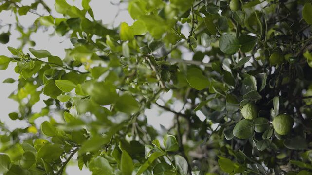 Fresh Bergamot Fruits Or Kaffir Limes Hanging On Tree Branch