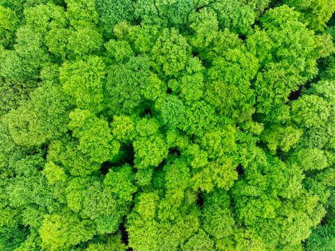 Aerial view of a lush green forest canopy in Spessart Germany