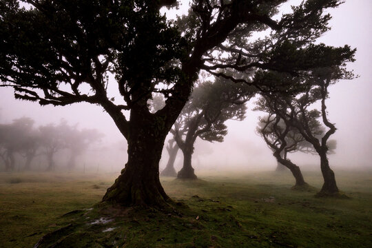 Ancient gnarled laurel trees in misty Fanal Forest Madeira