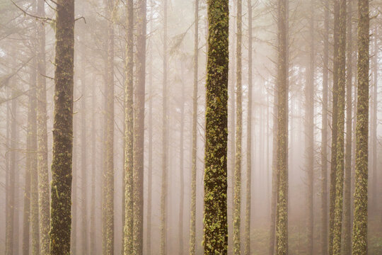 Dense fog obscures a tall pine tree forest in Ribeiro Frio Madeira