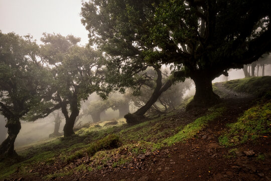 Ancient gnarled laurel tree in foggy Fanal Forest Madeira