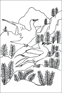 Hand drawn realistic seabirds gannet on rocky cliff, coloring page for kids and adult, Vector illustration
