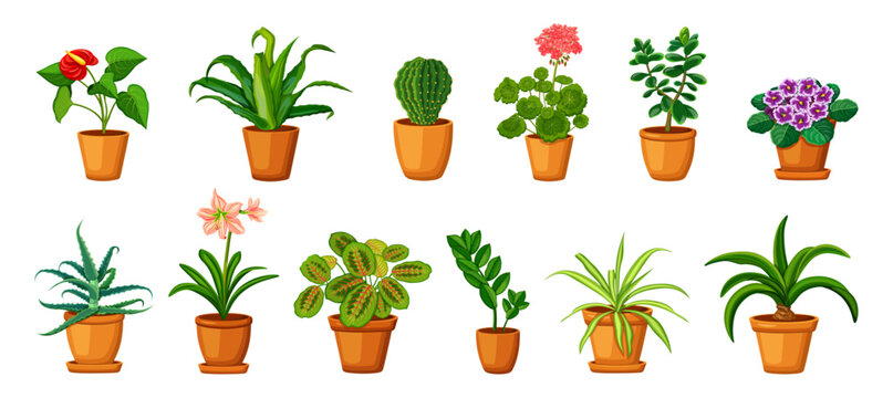 Set of potted plants in cartoon style. Vector illustration of houseplants: anthurium, billbergia, cactus, geranium, crassula, violets, aloe, maranta, hippeastrum, zamioculcas, chlorophytum, bokarneya.