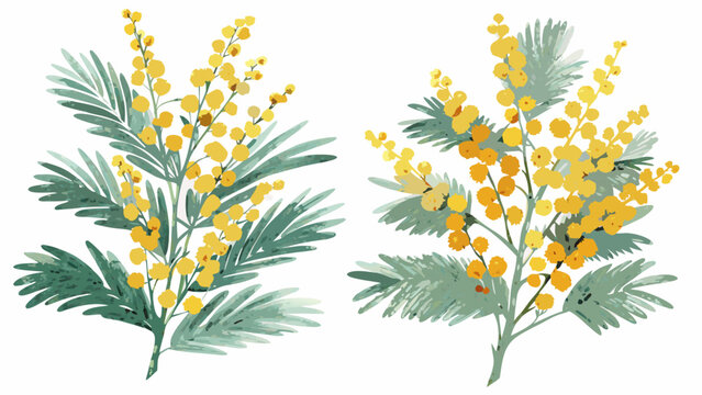watercolor illustrations of mimosa branches with yellow flowers and green foliage on a white background